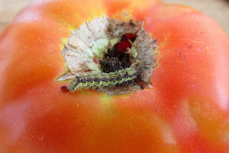 tomato-cutworm.jpg
