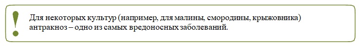 Антракноз.jpg