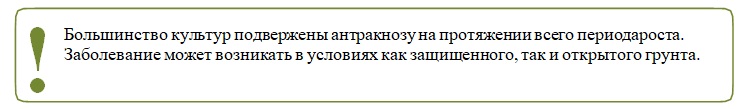 Антракноз 3.jpg